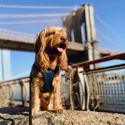 bear-big-city-woof-walker