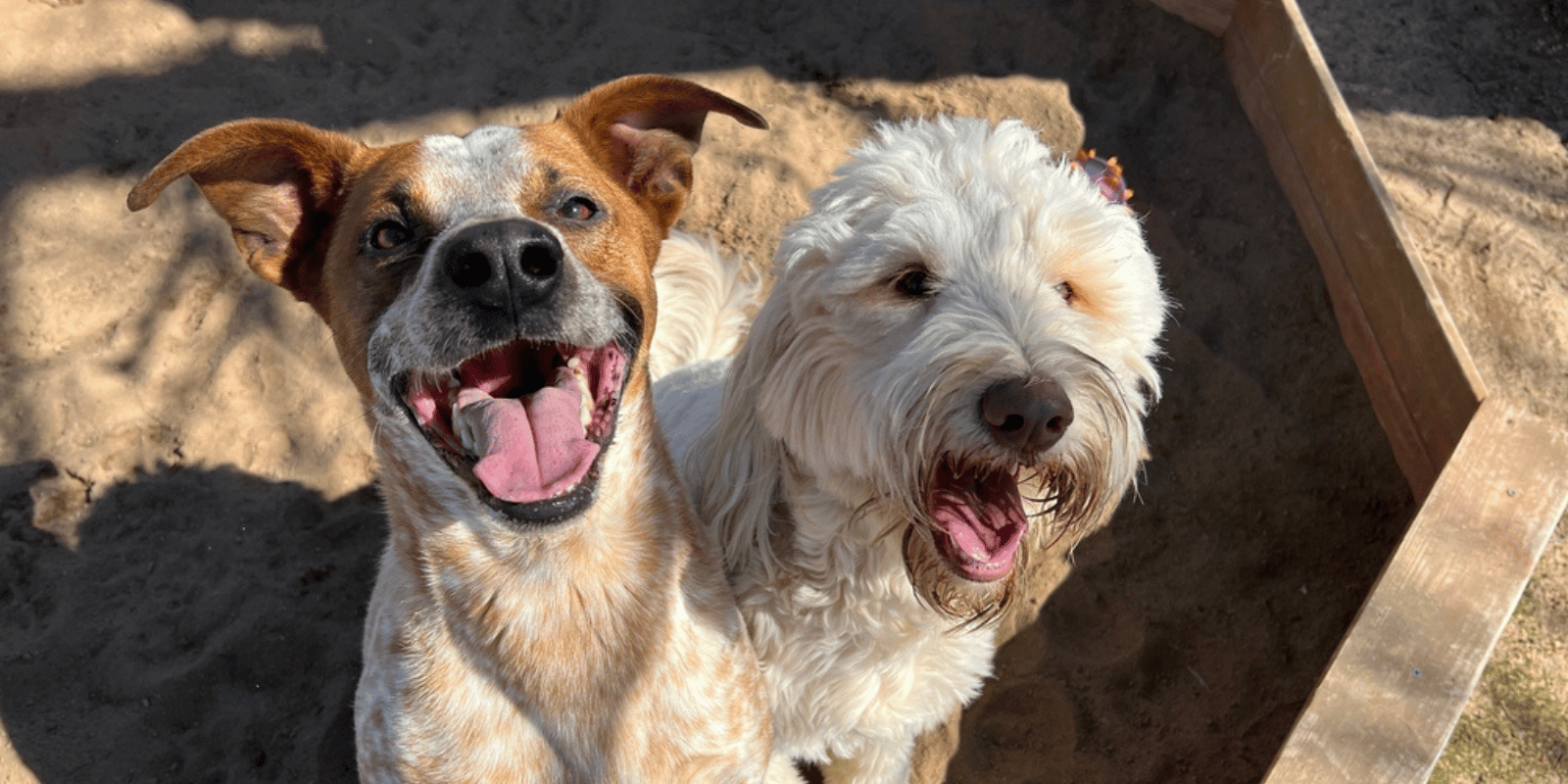 dogs-at-daycare