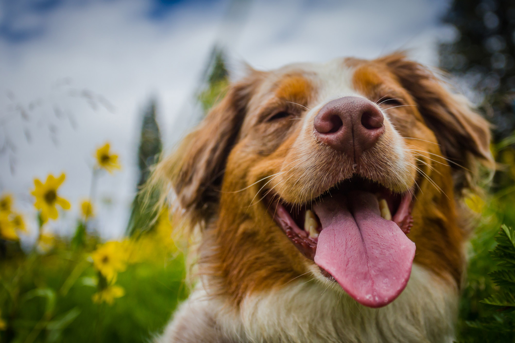 dog smiling outside