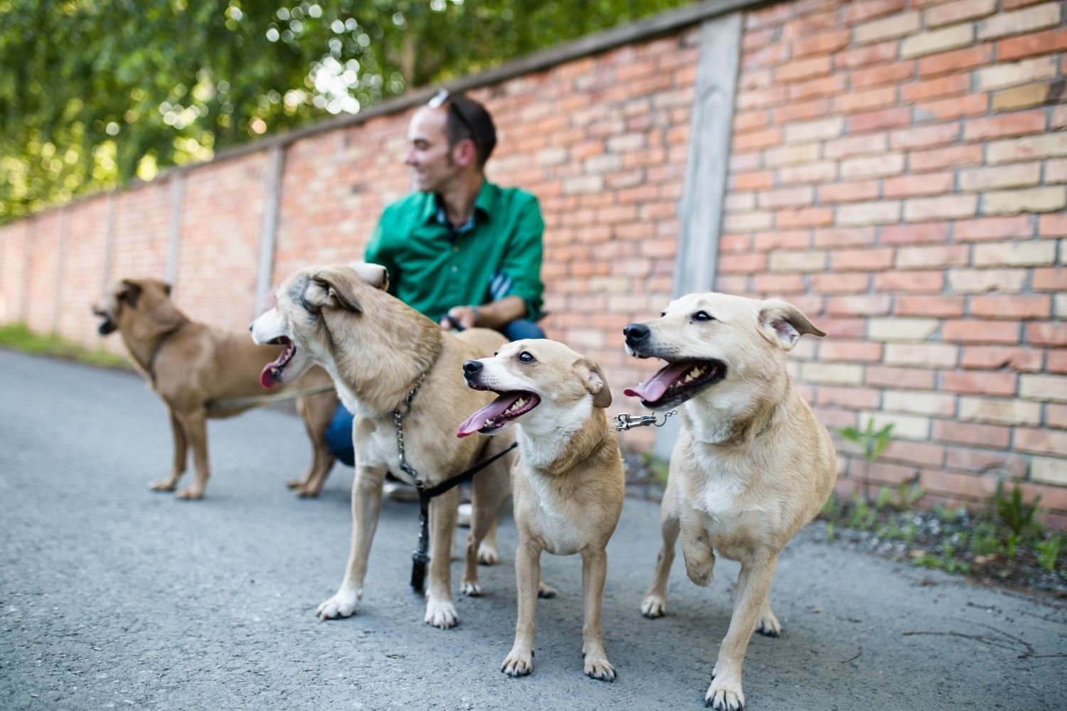 Dog-walking-business-name-pack-walk