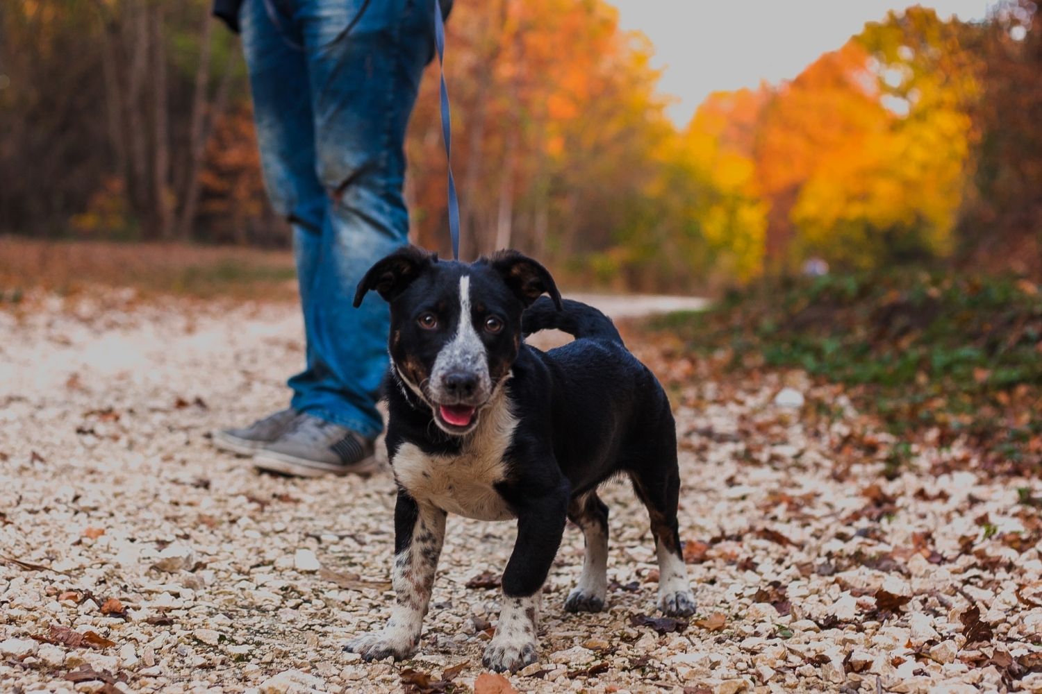 Dog-walking-business-name