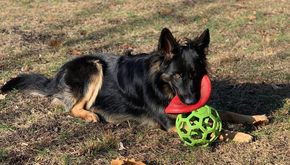 Bark n' Roll Dog with Dog Laying In Grass with Frisbee