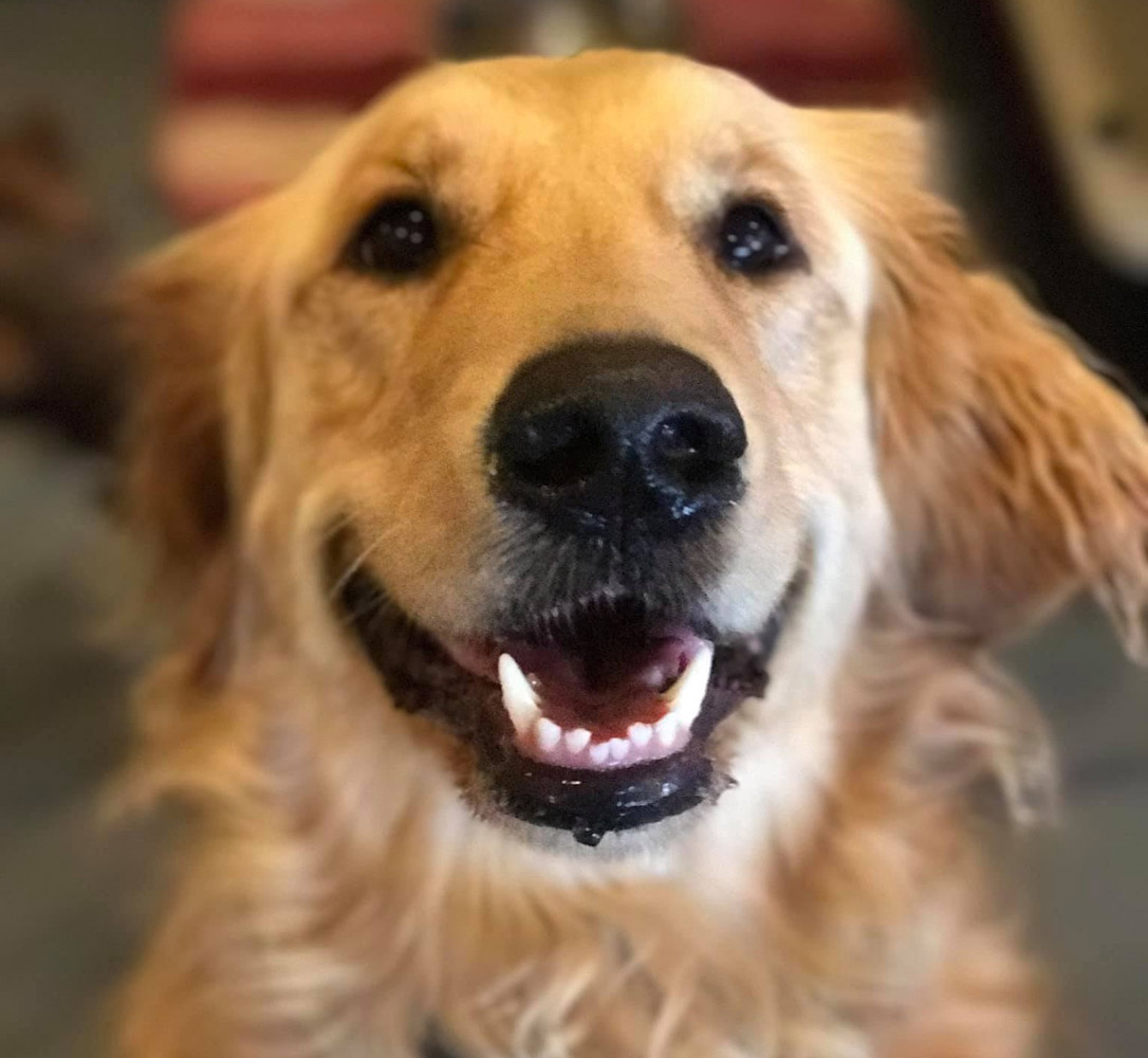 Smiling Golden Retriever