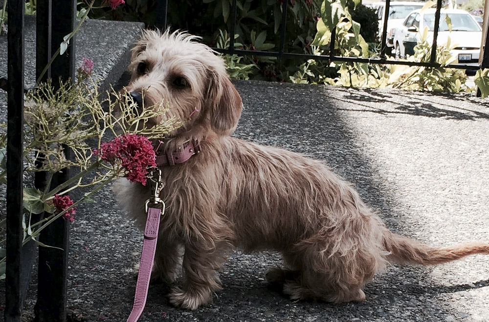 Fluffybutts Belltown Dog Client