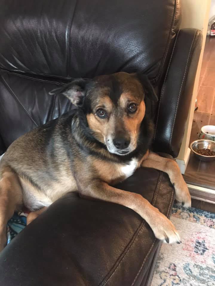 sweet-dog-on-chair