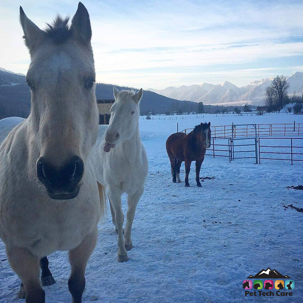 Pet Tech Care Horses