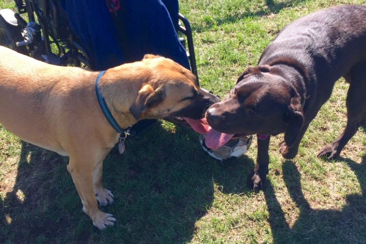 dogs meeting on grass