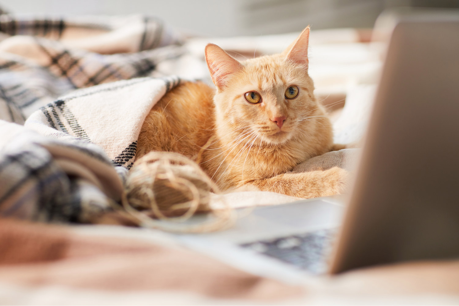 cat-sitting-by-computer-on-bed