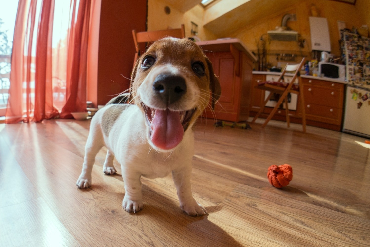 dog-sitting-playing-with-puppy