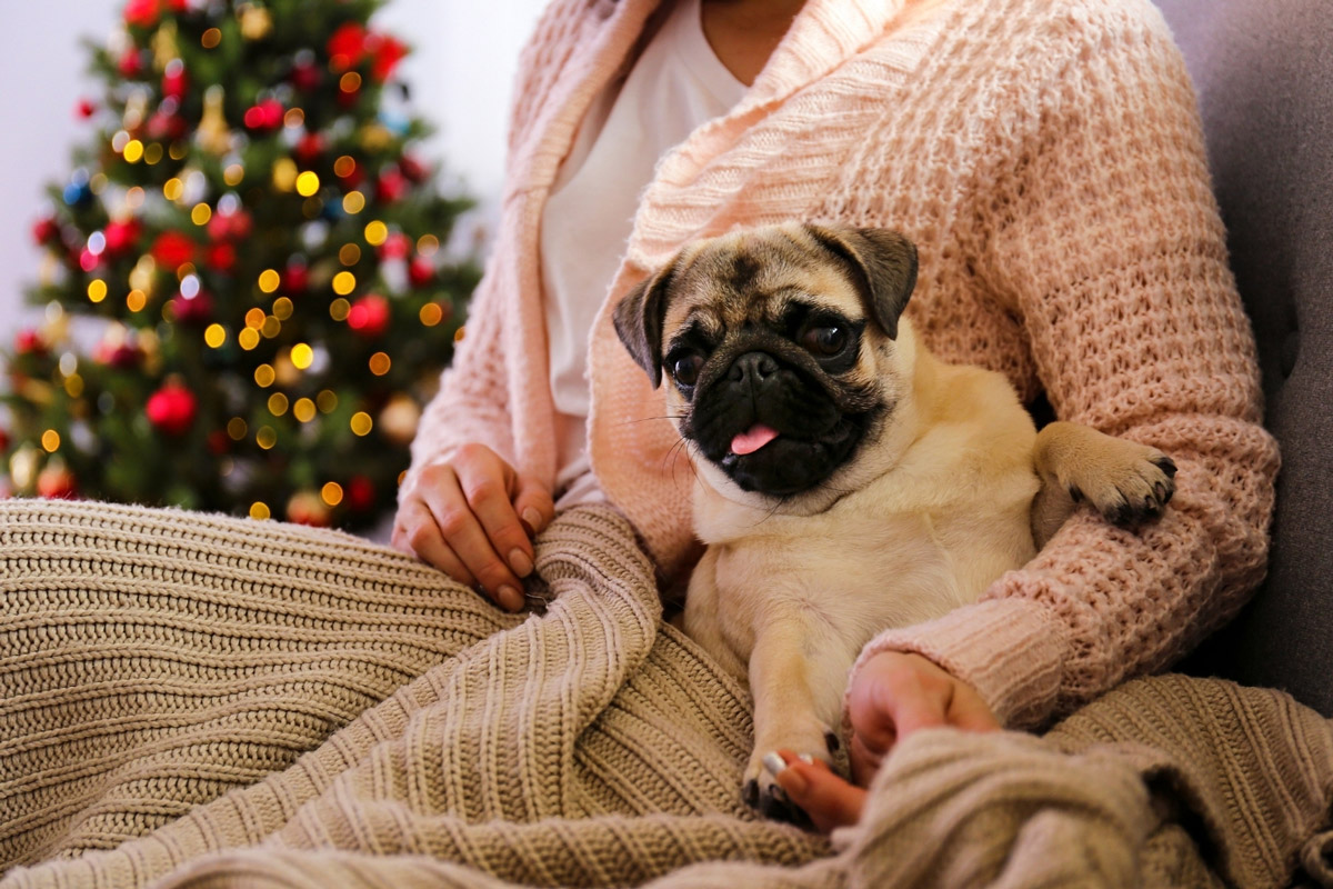 holiday-guide-pug