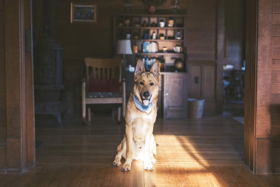 Dog-sitting-in-house-key-management