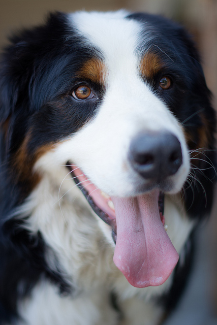 Happy Dog Close Up