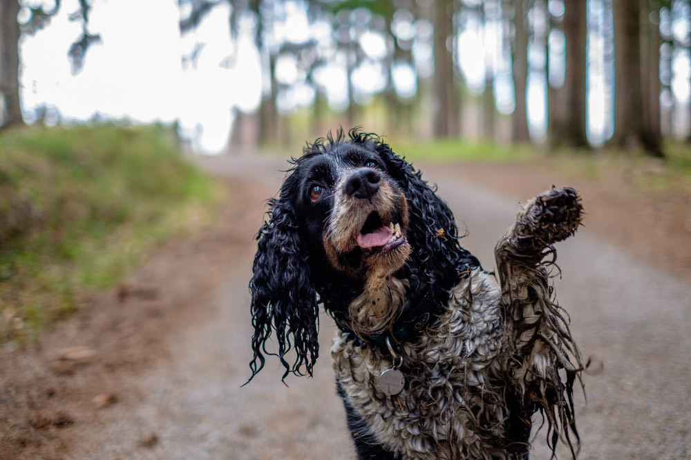 really dirty muddy dog