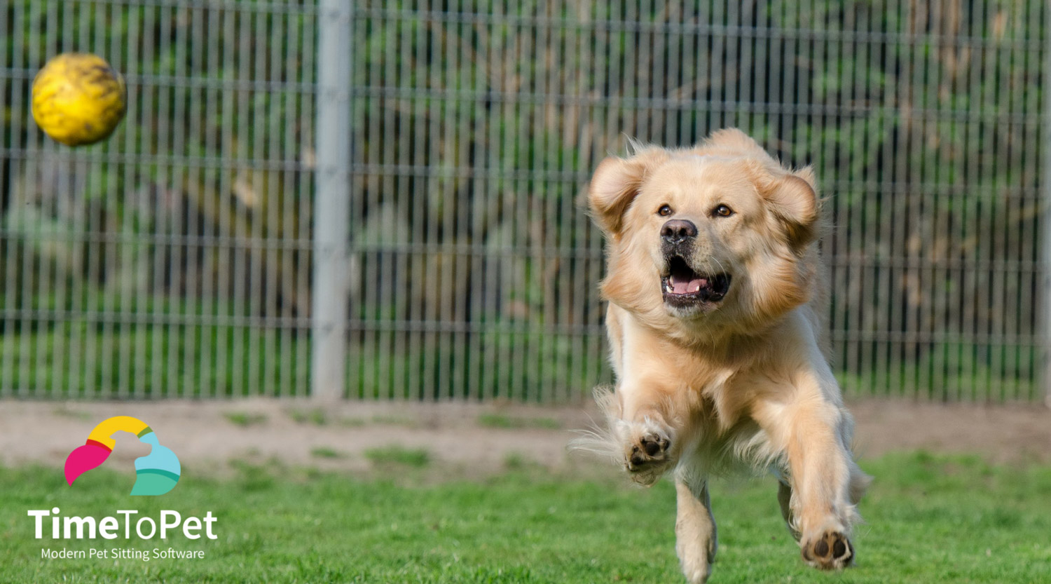 Running Happy Dog with Time To Pet Logo