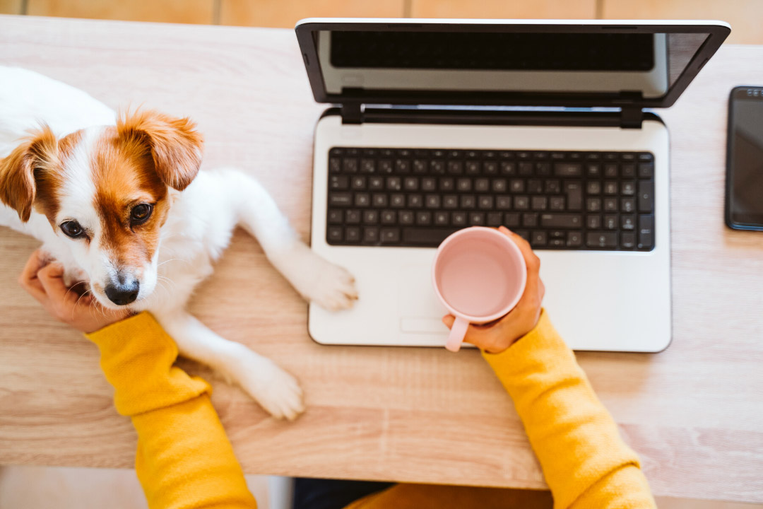 laptop and puppy